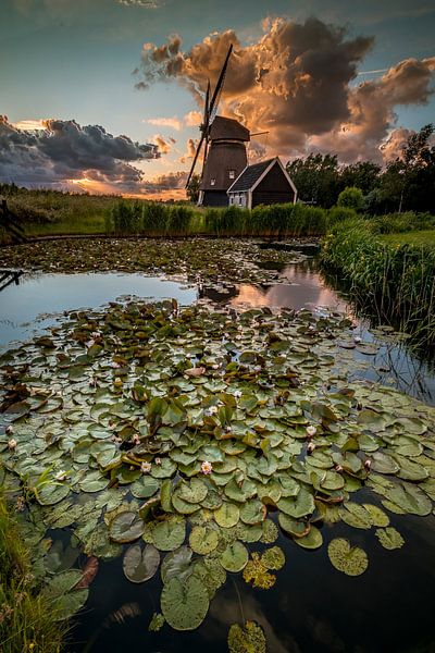 Water lilies for the mill by peterheinspictures