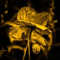 poppy gold