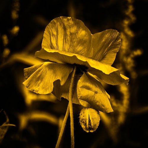 poppy gold sur Yvonne Blokland