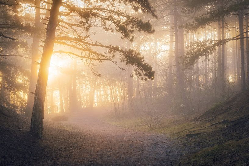 First Light by Erik de Jong