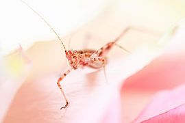 Sauterelle rose sur Studio Zwartlicht