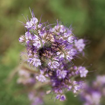 Facelia van Ben De Winter