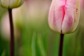 Tulp by Ruud de Soet