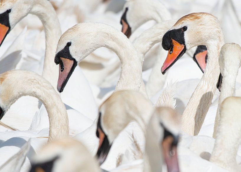 Swans portrait by Elles Rijsdijk