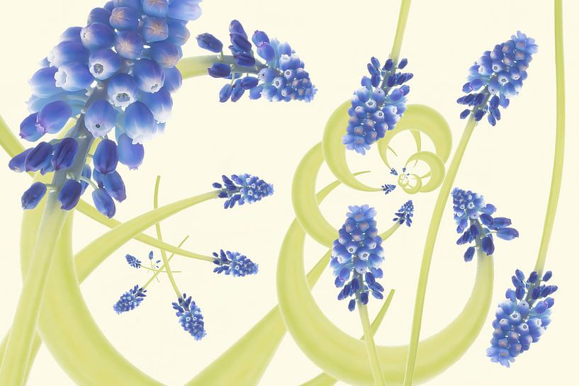 vrolijke blauwe druifjes in de lente van Klaartje Majoor