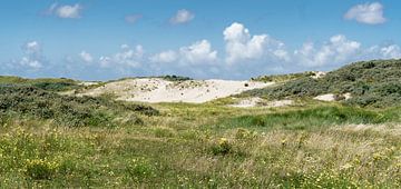 Paysage dans les dunes