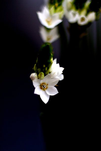Witte bloemen op zwart van Marianna Pobedimova