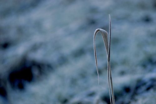 Frozen reeds at the lake