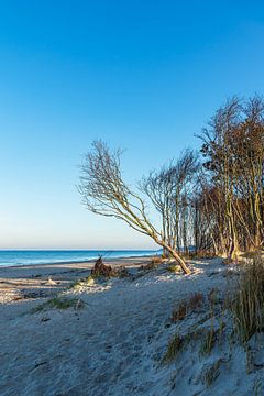 Bomen op het westelijke strand aan de Baltische kust van Fischland-Darß van Rico Ködder