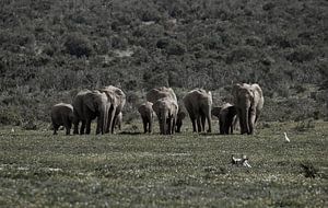 Troupeau d'éléphants en Afrique du Sud
