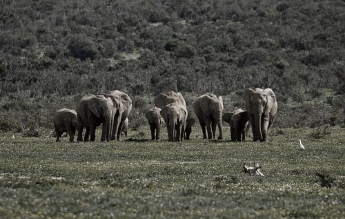 Kudde olifanten in Zuid-Afrika