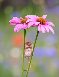 Das Mäuschen posiert zwischen den Blumen von Ron Frenken