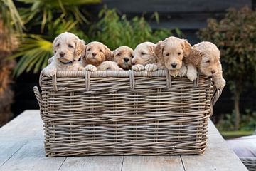 Puppy heaven van Amber Krijnen