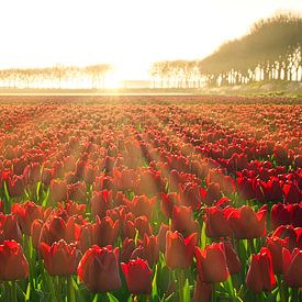 Tulpen in de zon van Jim Looise