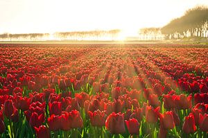 Tulpen in de zon van Jim Looise
