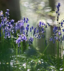 Hallerbos