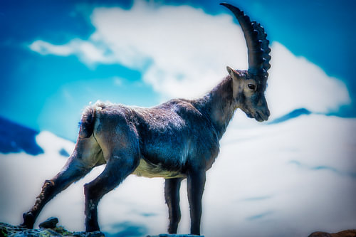 De heer van de Alpen II
