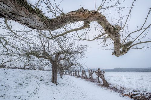 Appelbomen in de winter