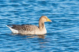 Graugans von Merijn Loch