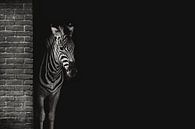 Zebra schuilen van AJ Zuidema thumbnail
