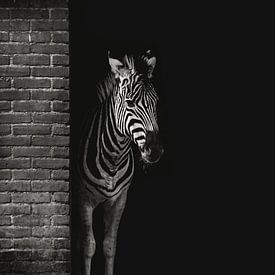 Zebra-Verstecken von AJ Zuidema