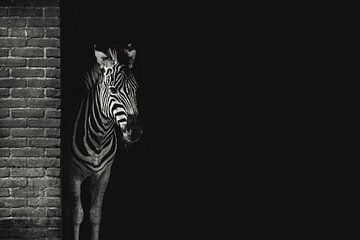 Zebra schuilen van AJ Zuidema