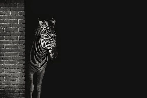 Zebra hiding