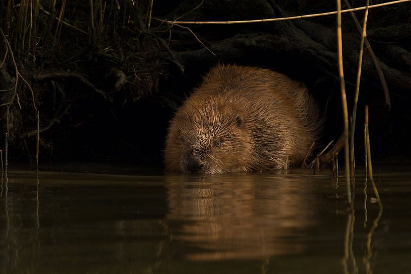 Bever by HJ de Ruijter