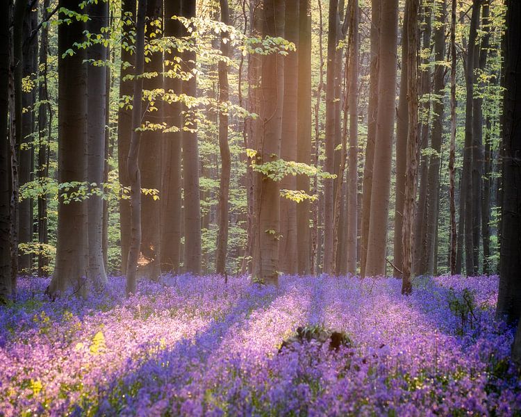 Wald von Jeroen Linnenkamp