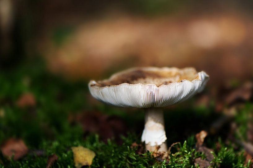 Pilz von Click it Fotografie