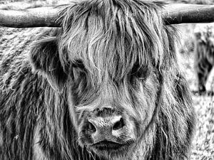 Highlander écossais