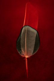 Brightening by tim eshuis