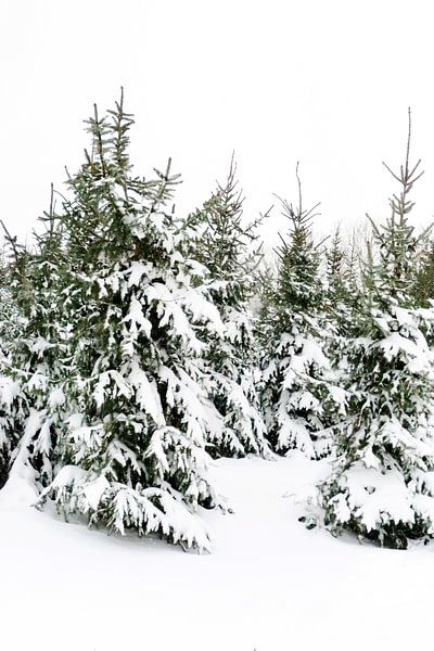 Oh Tannenbaum... von Hannahs Wereld