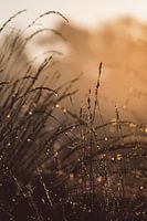 Dew on flowering grass during sunrise.