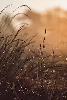 Tau auf blühendem Gras bei Sonnenaufgang.