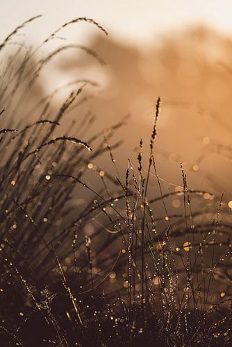 Dew on flowering grass during sunrise. by Robin van Steen