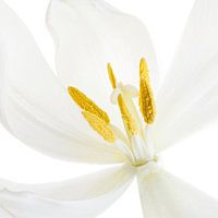 Tampon d'une tulipe blanche