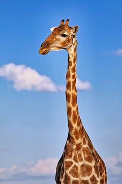 La girafe, la faune de Namibie