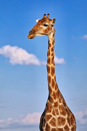 De giraffe, Namibië wilde dieren van WiWo