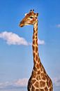 Die Giraffe, Namibia wildlife von W. Woyke Miniaturansicht