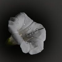 Regentropfen auf weißer Blume