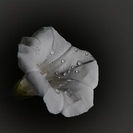 Waterdruppels op witte bloem van DTC SnapShots