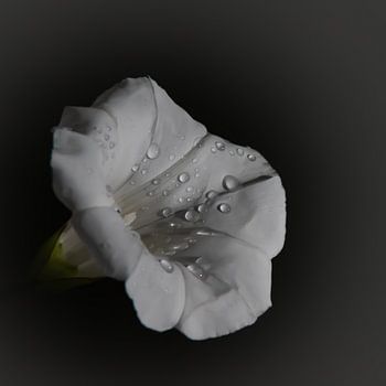Gouttes de pluie sur une fleur blanche