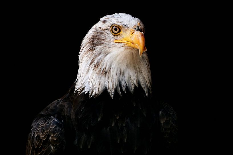 Bald eagle (Haliaeetus leucocephalus) by Thomas Marx