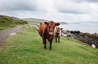 Koeien in Schotland van Katrin Friedl Fotografie thumbnail