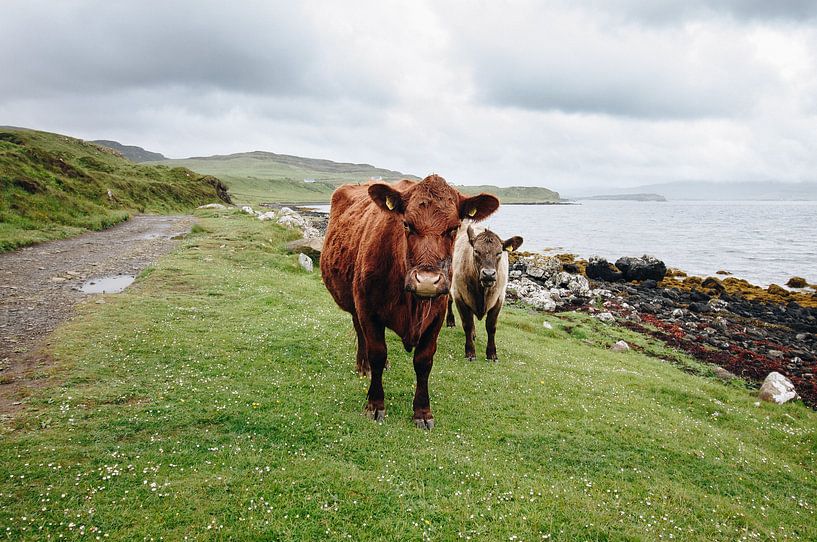 Koeien in Schotland van Katrin Friedl Fotografie