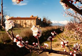 Spring at Monastir del Camp, Pyrénées-Orientales by Hilke Maunder