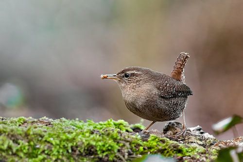 winterkoning met een snack