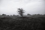 De eenzame boom von Jessica Wy Miniaturansicht