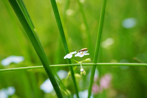Spring meadow - insect - forget-me-not